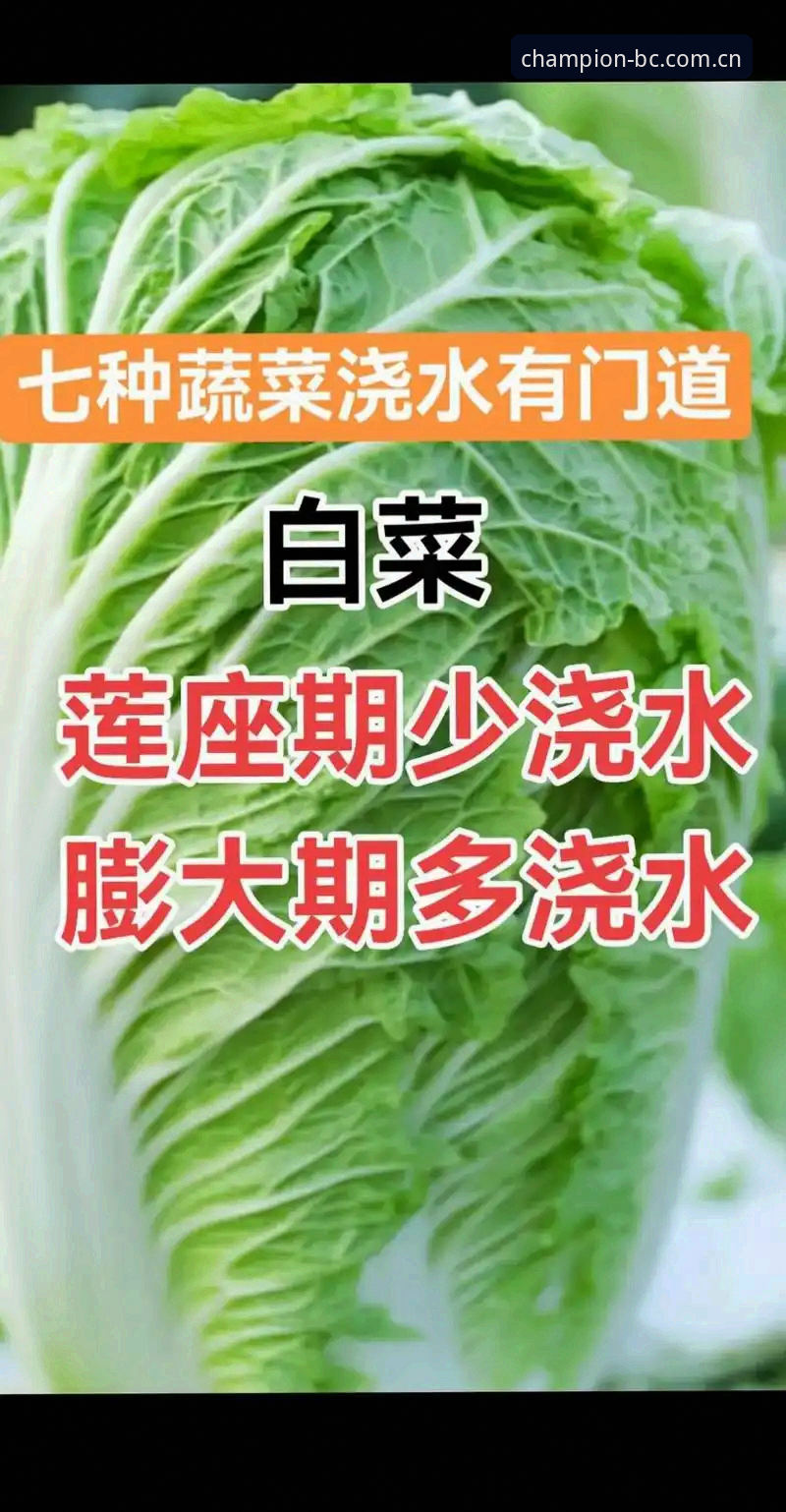 资深技术评测员分享：冠军白菜网链接2025哪个好？六项实测数据揭秘最佳方案
